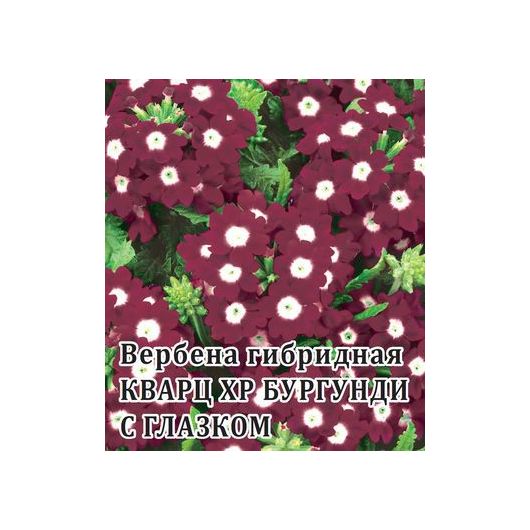 Вербена Кварц- XP Бургунди с глазком, гибридная 250 шт.* сер. Профи