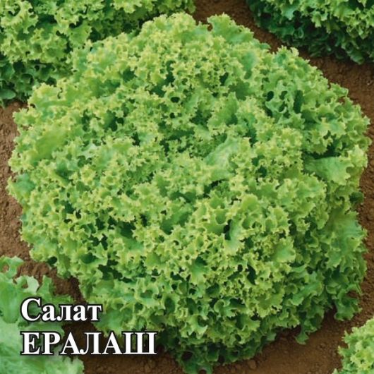 Салат Ералаш 50,0 г листовой, зеленый