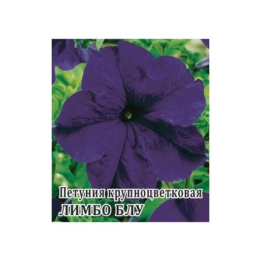 Петуния Лимбо Блу крупноцв. 100 шт.
