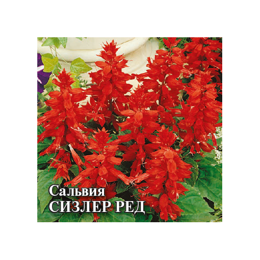 Сальвия Сизлер Ред 100 шт.