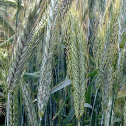 Рожь озимая Орловская 9 1 кг