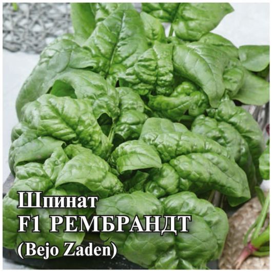 Шпинат Рембрандт F1 25,0 г (Голландия)
