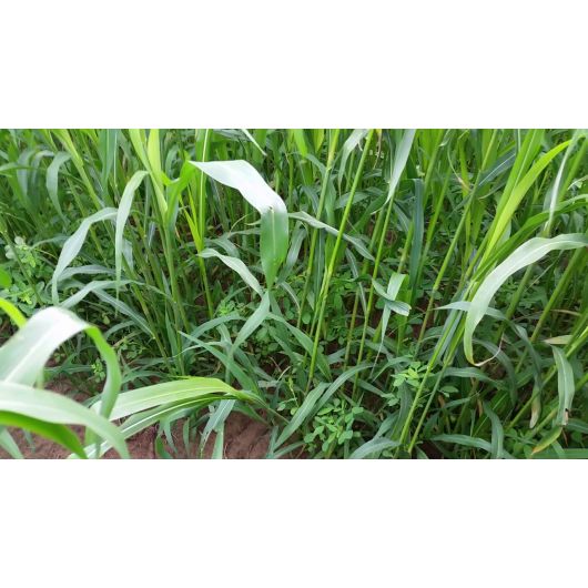 Суданская трава Приобская 97 0,5 кг