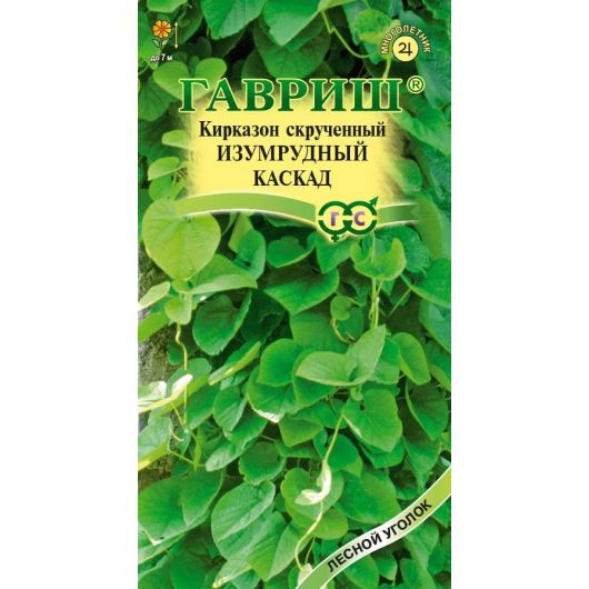 Кирказон скрученный Изумрудный каскад 3 шт.