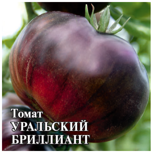 Томат Уральский бриллиант (пурпурно-фиолет. биколор)  F1 100 шт.
