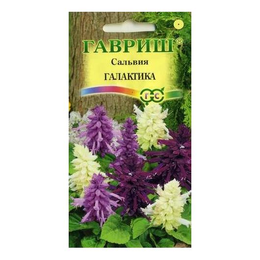 Сальвия Галактика*, карликовая, смесь 6 шт.