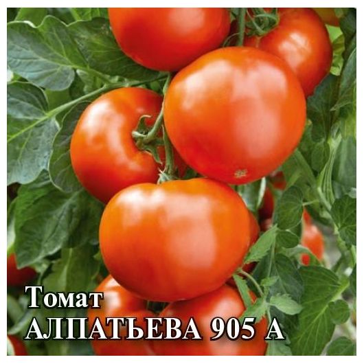 Томат Алпатьева 905 А 25,0 г