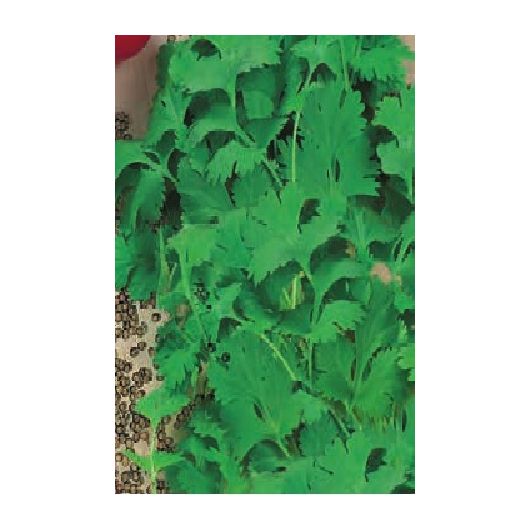 Кориандр Шико 100 г