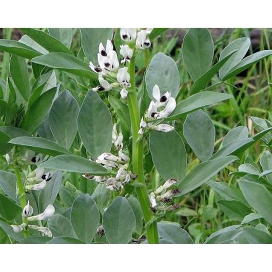 Бобы кормовые Пензенские 16 (сидерат) 1 кг