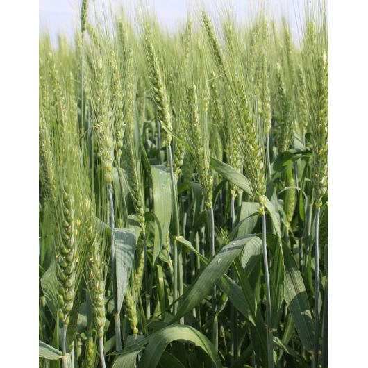 Пшеница озимая Лагуна 0,5 кг