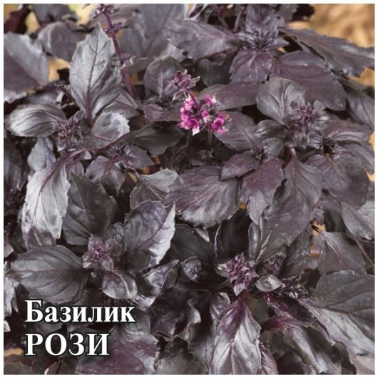 Базилик Рози 50,0 г (Голландия)
