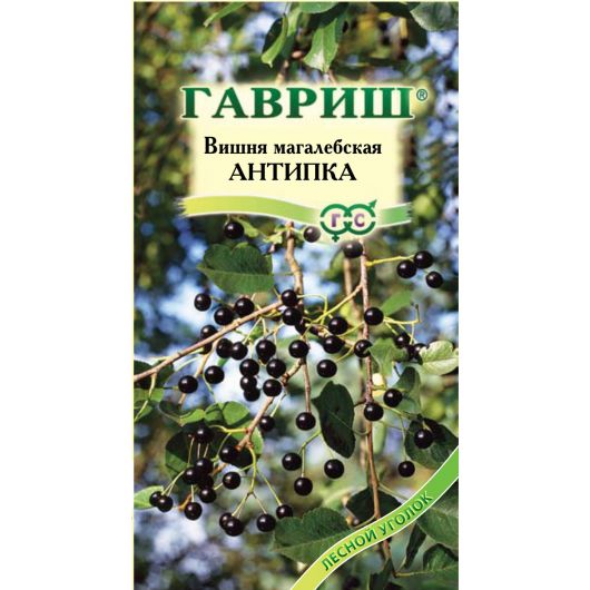 Вишня магалебка Антипка 1 г