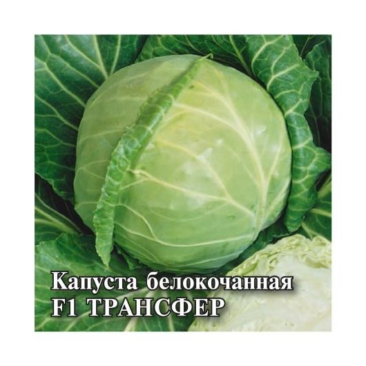 Капуста белокоч. Трансфер F1 25,0 г ранняя