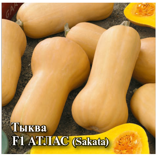 Тыква Атлас F1 мускатная 100 шт. (Саката)