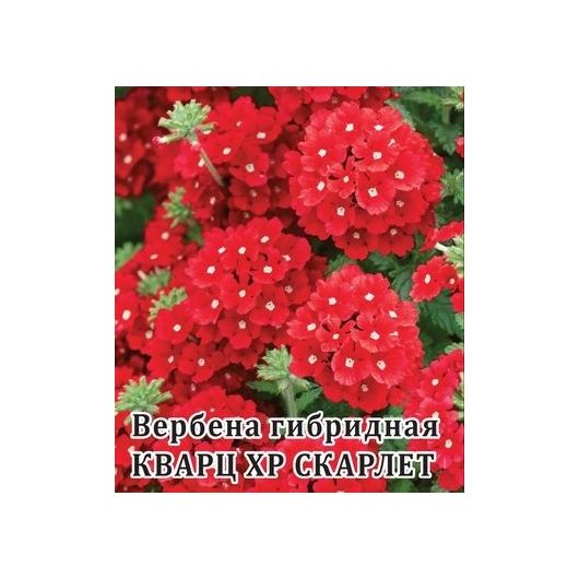 Вербена Кварц- XP Скарлет, гибридная  100 шт.