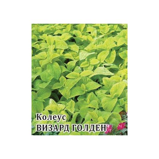 Колеус Визард Голден 100 шт.
