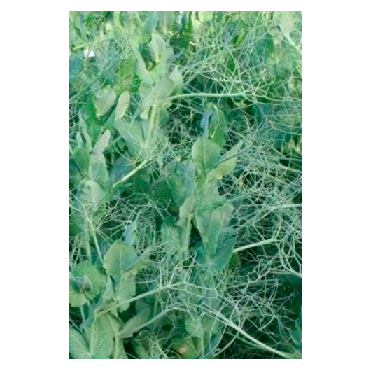 Горох посевной Софья,  (сидерат) 0,5 кг