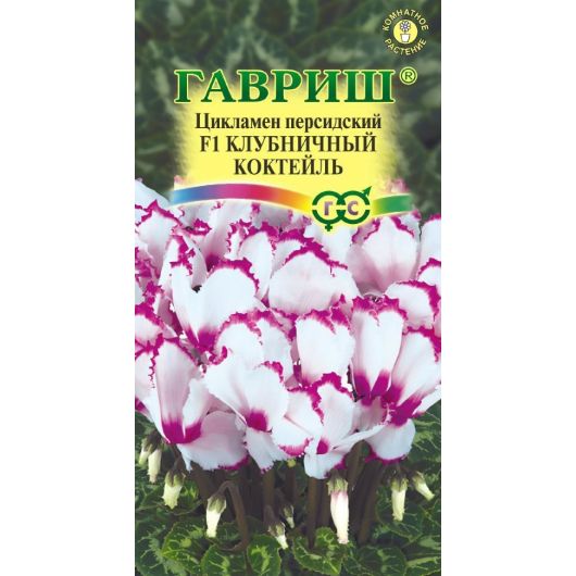 Цикламен Клубничный коктейль, персидский, ароматный * 3 шт.