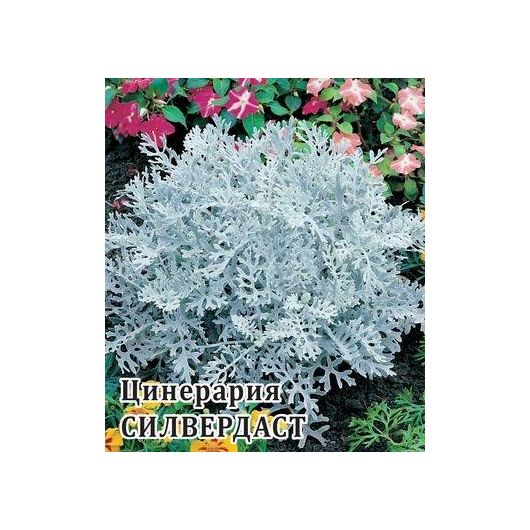 Цинерария Силвердаст (серебристая) 500 шт.* сер. Профи