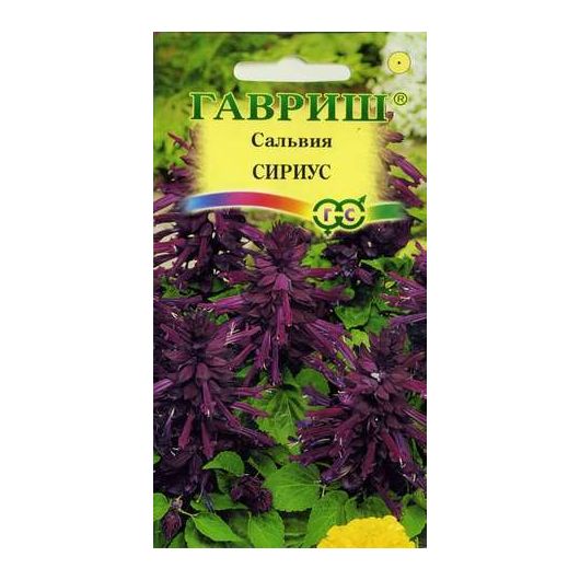 Сальвия Сириус,* карликовая 4 шт.