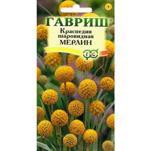 Краспедия шаровидная Мерлин 5 шт.