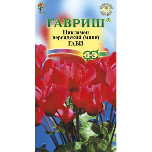 Цикламен Габи персидский* 3 шт.