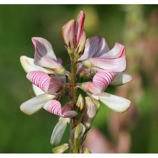 Эспарцет Розовый 89 (медонос, сидерат) 1,0 кг