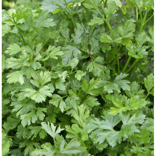 Кориандр Колтивата 100 г