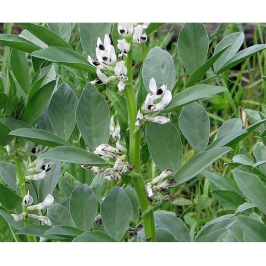 Бобы кормовые Пензенские 16 (сидерат) 0,5 кг, изображение 2