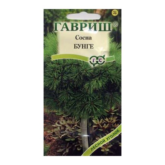 Сосна Бунге 3 шт.