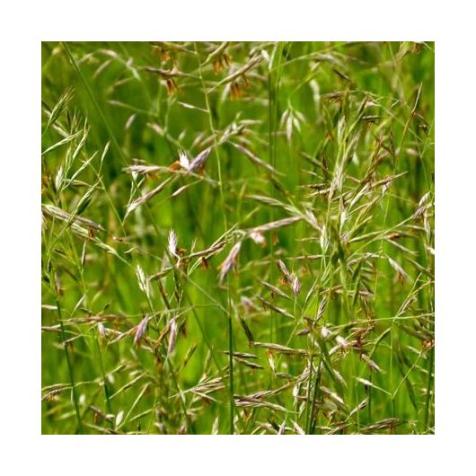 Овсяница луговая Свердловская 37  1 кг