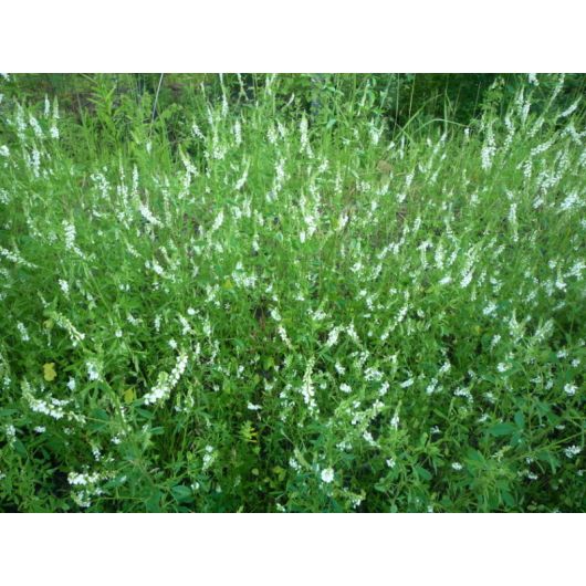 Донник белый Волжанин 0,5 кг, изображение 3