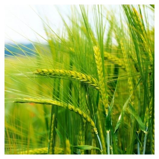 Пшеница яровая Харьковская 46 0,5 кг