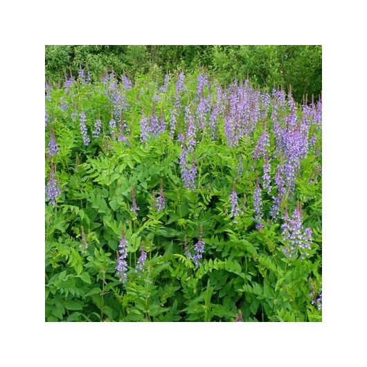 Козлятник Ялгинский (сидерат) 1 кг