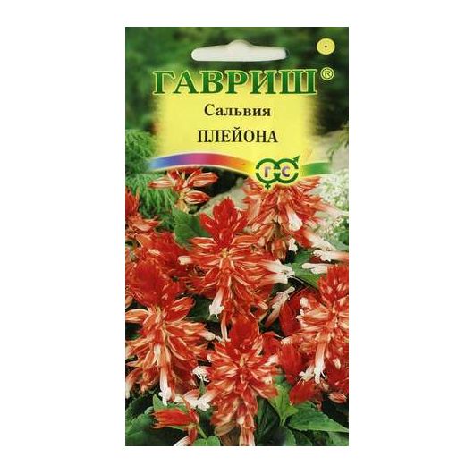 Сальвия Плейона* карликовая 4 шт