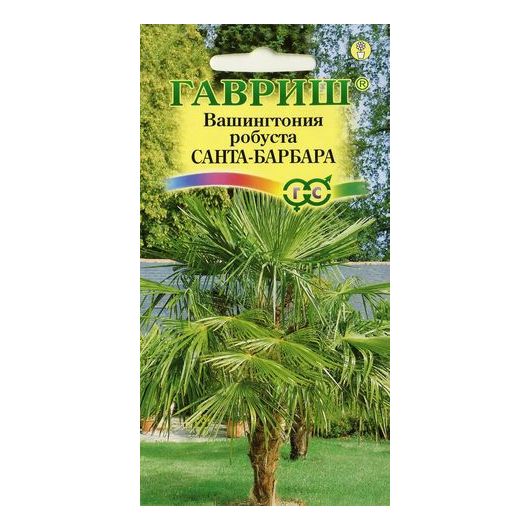 Вашингтония мощная Санта-Барбара 3 шт.