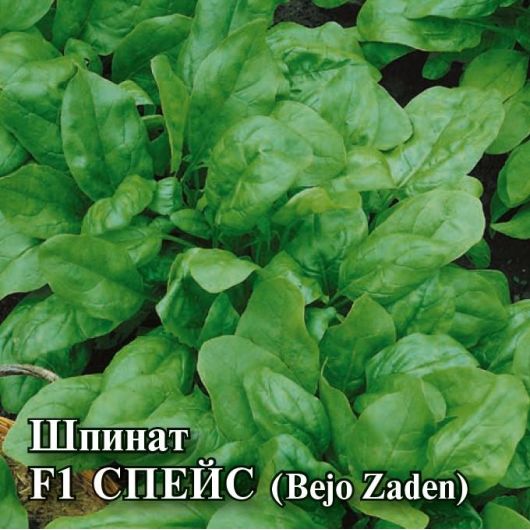 Шпинат Спейс F1 25,0 г (Голландия)