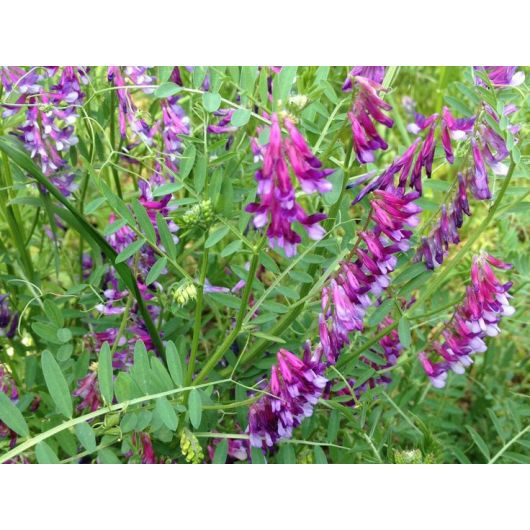 Вика мохнатая (двуручка) Городецкая (сидерат) 0,5 кг