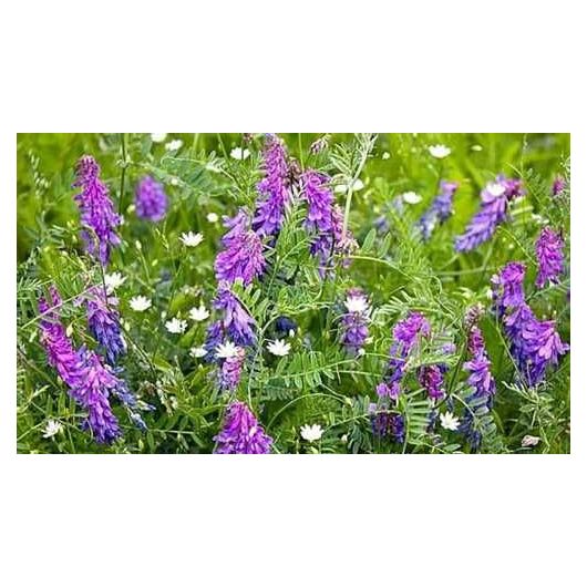 Вика яровая Льговская 22 0,5 кг