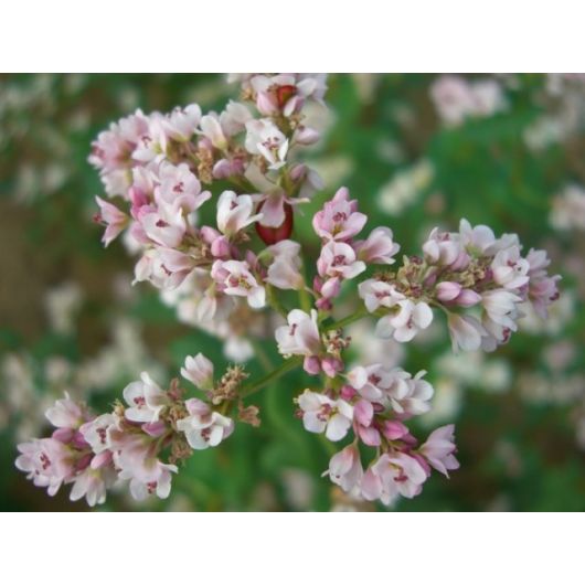 Гречиха Сумчанка (медонос) 0,5 кг