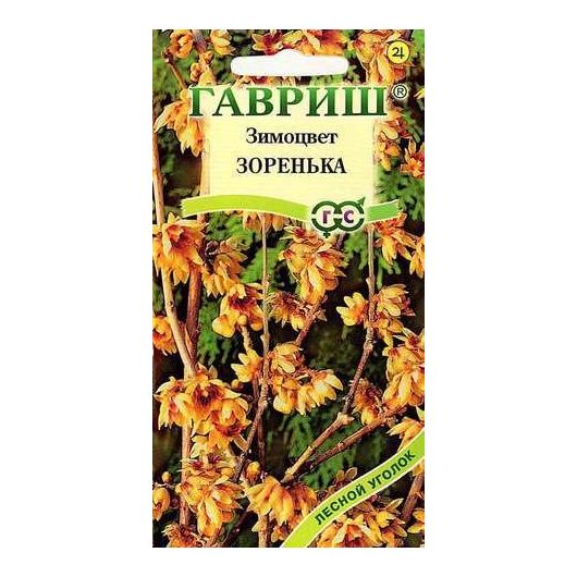 Зимоцвет ранний Зоренька (Химонант) 3 шт.