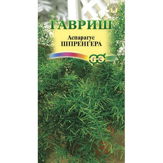Аспарагус Шпренгера  Вивальди*  4 шт.