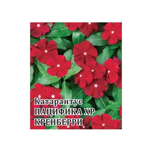 Катарантус Пацифика XP Кренберри 100 шт.