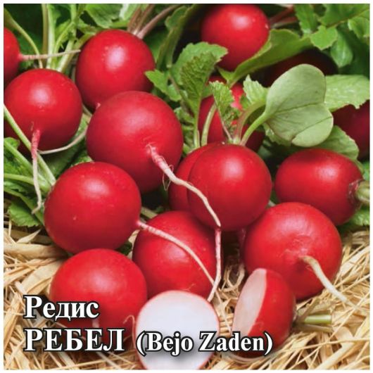 Редис Ребел 25,0 г (Бейо)