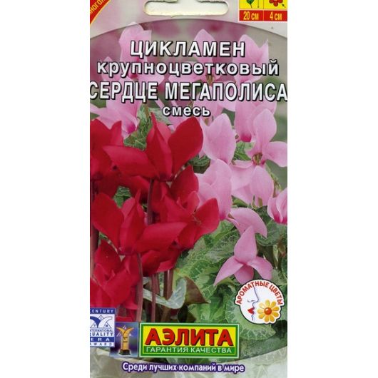 Цикламен Сердце мегаполиса персидский , смесь 3 шт Аэлита