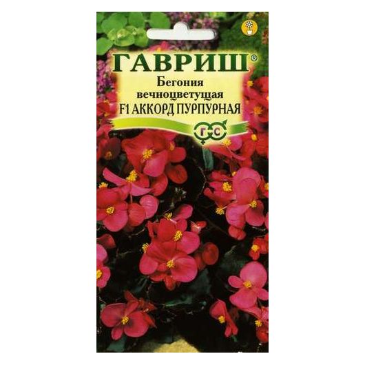 Бегония Аккорд Пурпурная F1 вечноцв. гранул. 4 шт. пробирка