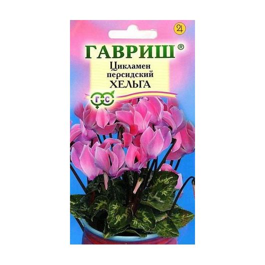 Цикламен Хельга персидский* 3 шт.