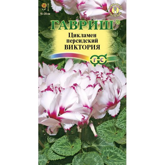 Цикламен Виктория персидский* 3 шт.