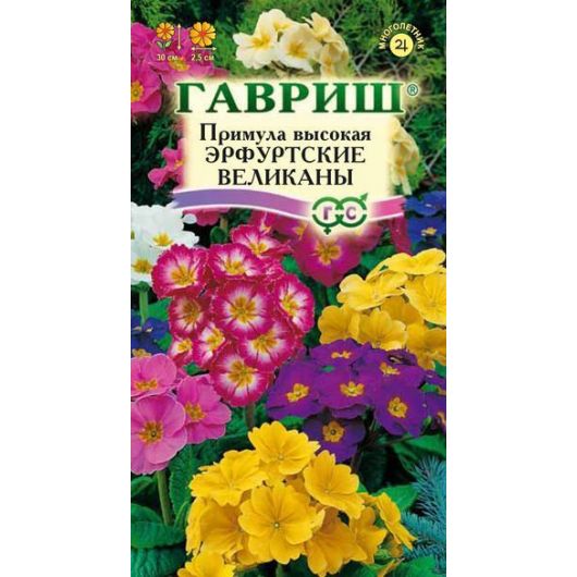 Примула Эрфуртские великаны* 20 шт. серия Устойчив к заморозкам!