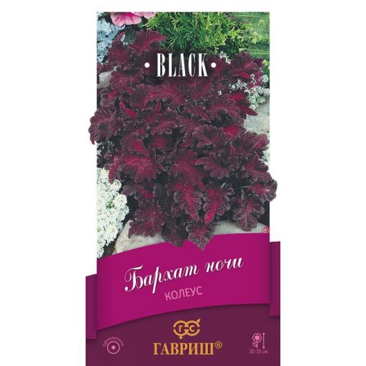 Колеус Бархат ночи* 4 шт. серия Блэк